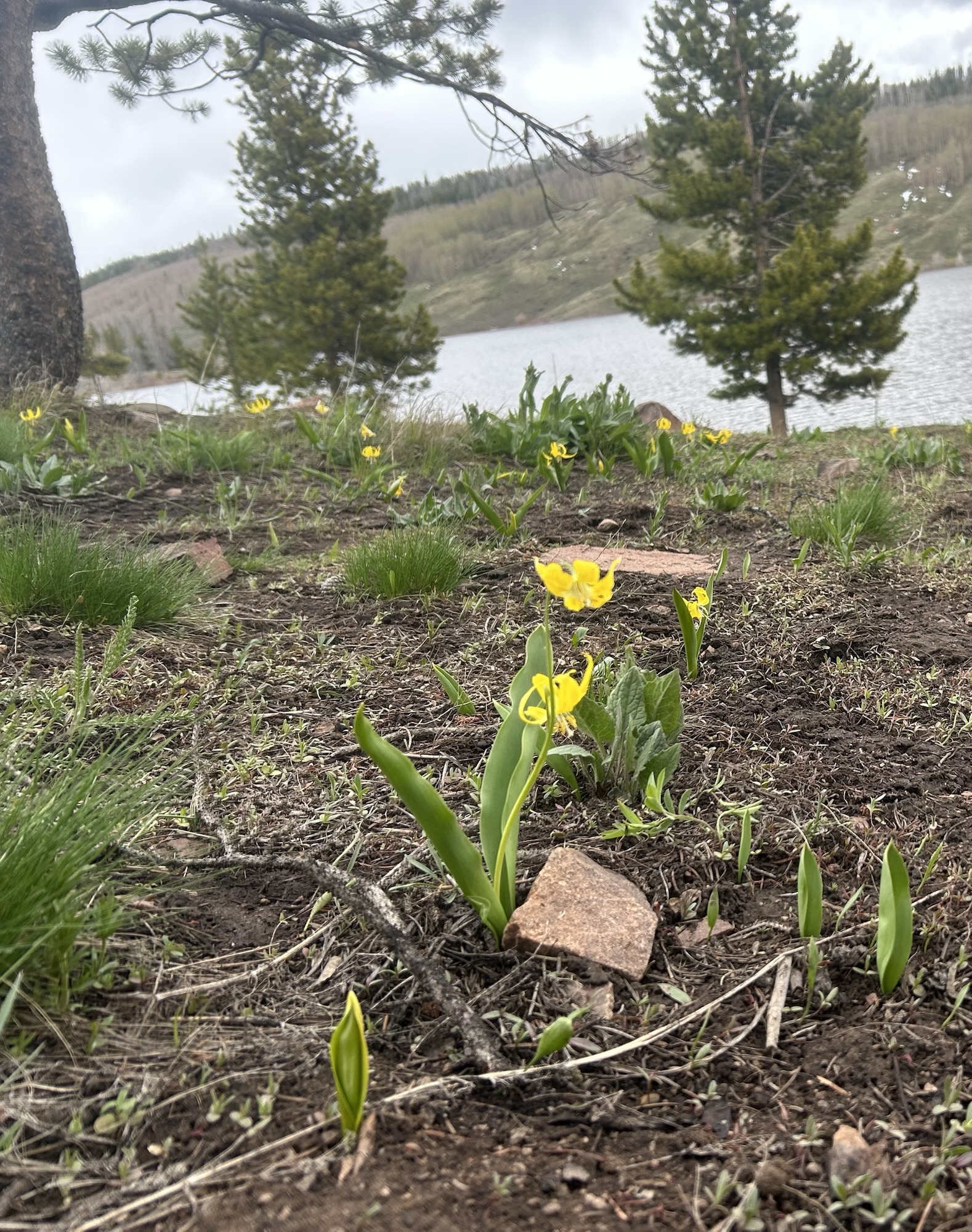 Endless Finite Imaginary Infinitum.