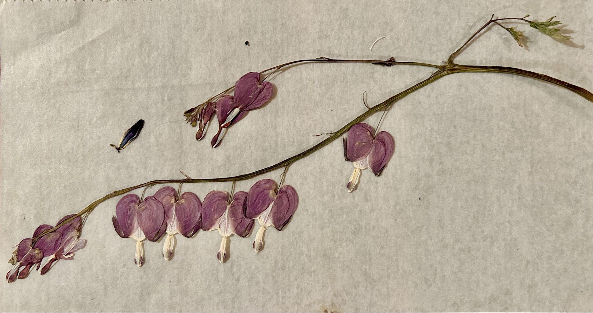 Bio-lingual Feedback