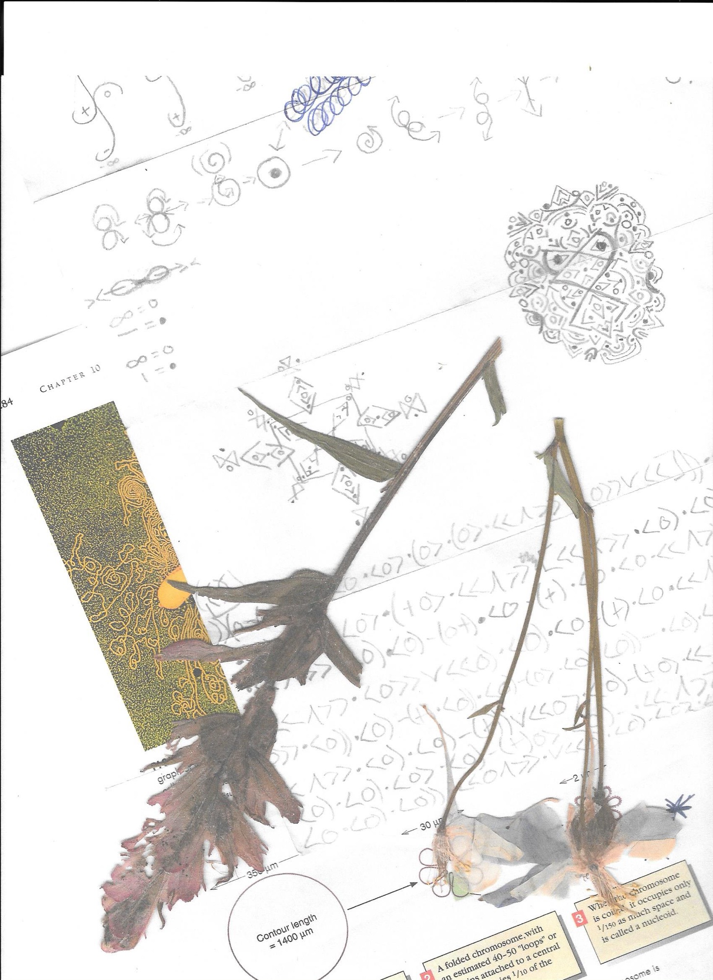 Uh, Contour [asemic sketch]